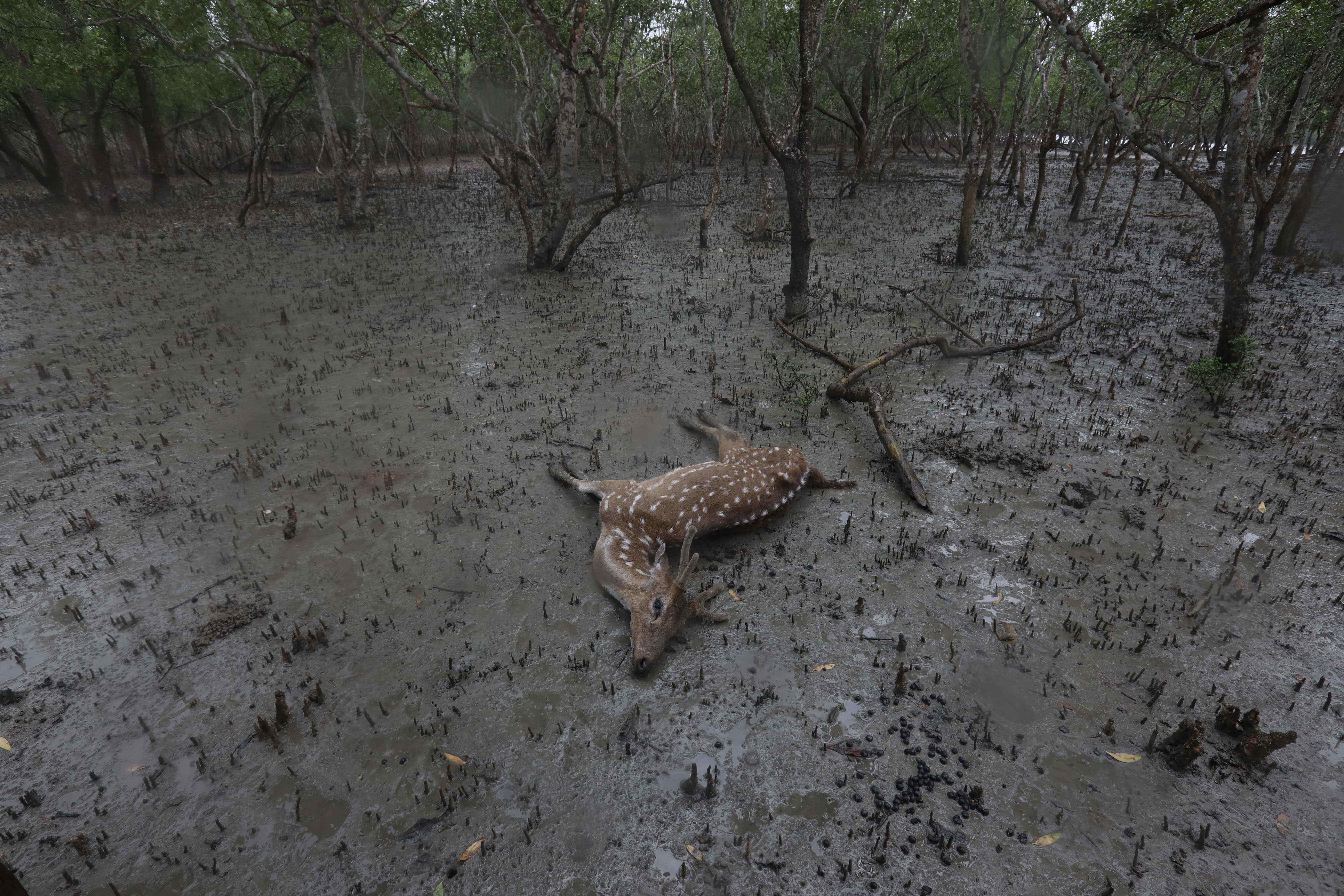 Environmental Crisis